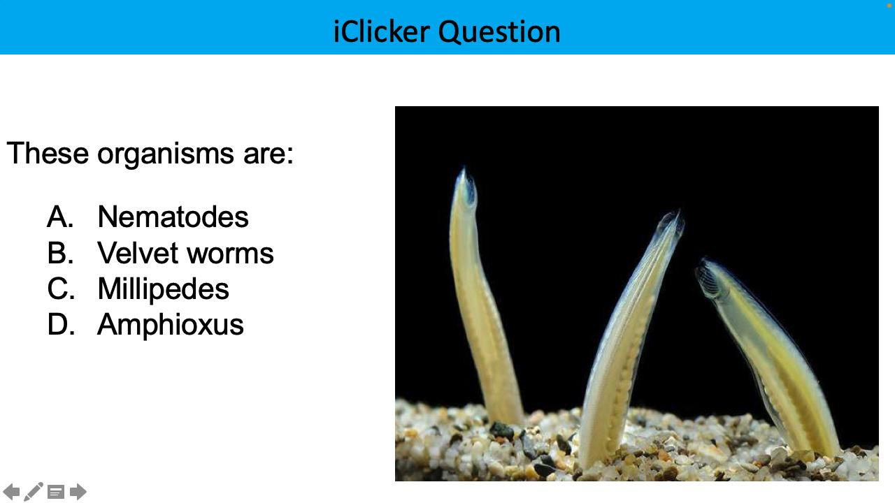 <p>These organisms are:</p>