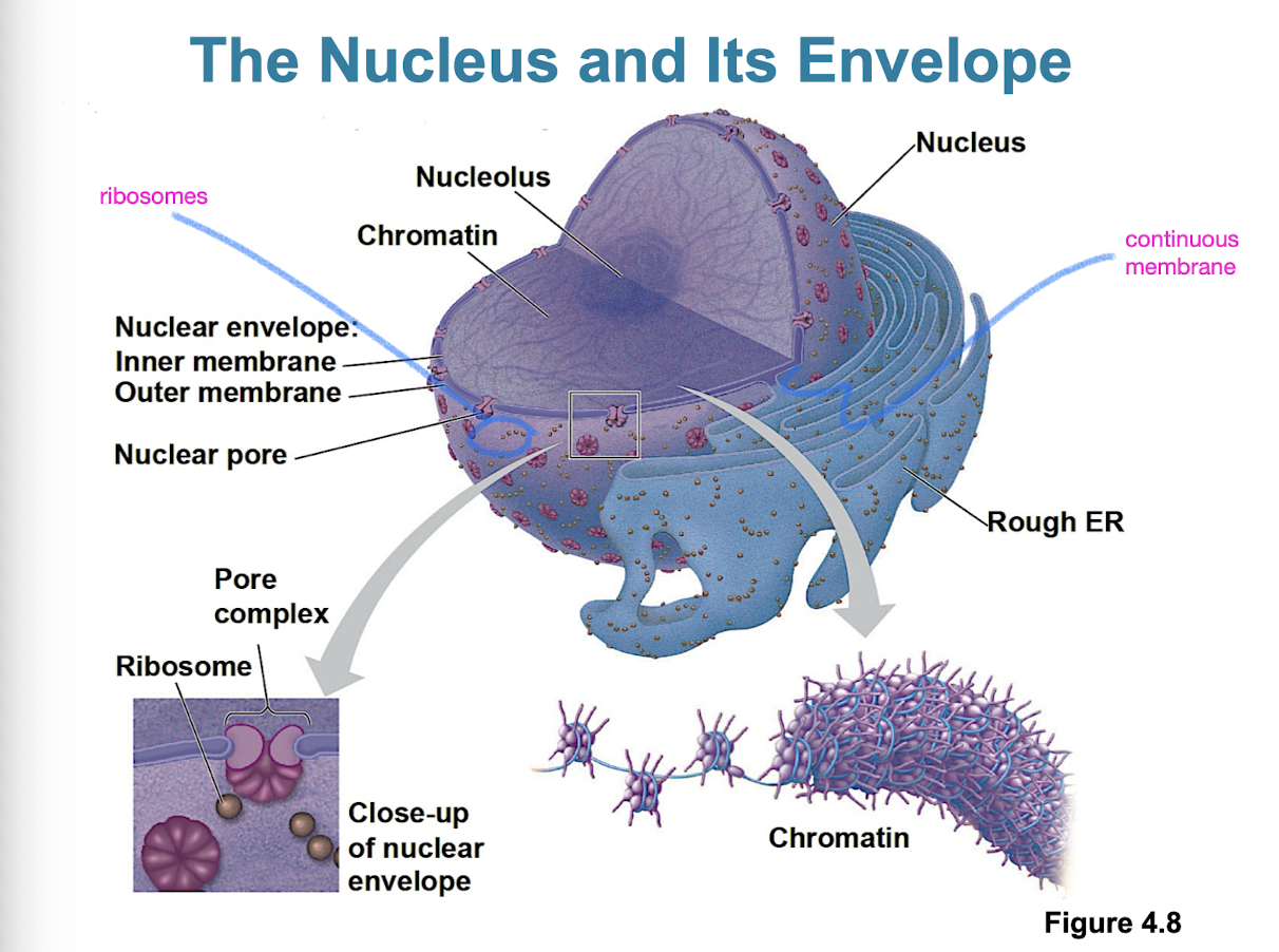 <ul><li><p>contains most of cell’s genes</p></li><li><p>nuclear envelope encloses nucleus</p></li><li><p>double membrane (2 lipid bilayers)</p></li><li><p>nuclear pores regulate entry/exit of molecules</p></li><li><p>nuclear lamina to provide mechanical support of nucleus</p></li><li><p>nucleolus on inside (site of rRNA synthesis)</p></li></ul><p></p>