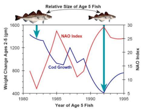 <ul><li><p>Example: Northern cod off Newfoundland, Canada</p></li><li><p>Inverse effect between weight change in Northern cod and NAO Index </p></li><li><p>Newfoundland = NC, NAO increased sea surface, decreased </p></li></ul><p></p>