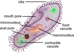 <p>Membrane-bound sacs that contain food particles and help with intracellular digestion.</p>