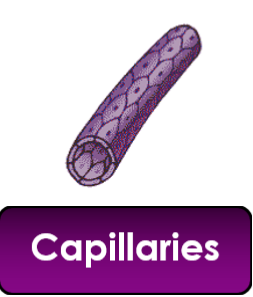 <p>blood vessel: capillaries</p>