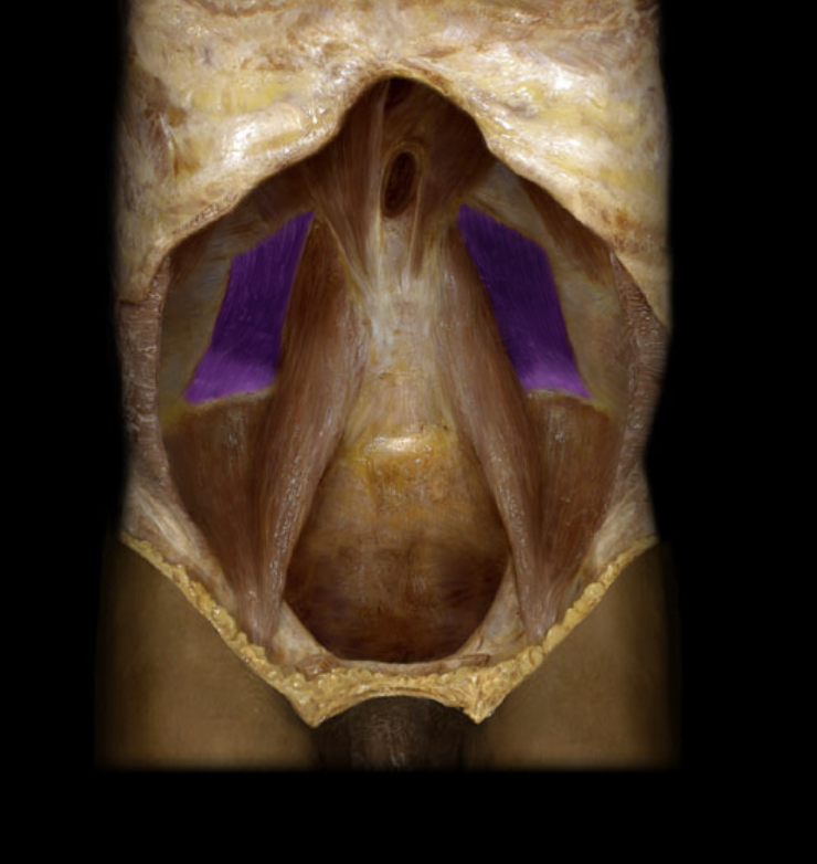 <p>Identification.</p>