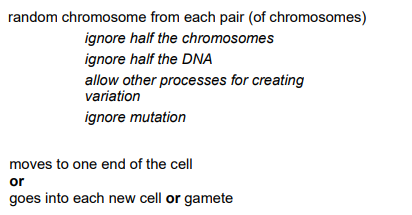 <p>Random chromosome from each pair of chromosomes moves to one end of the cell.</p>