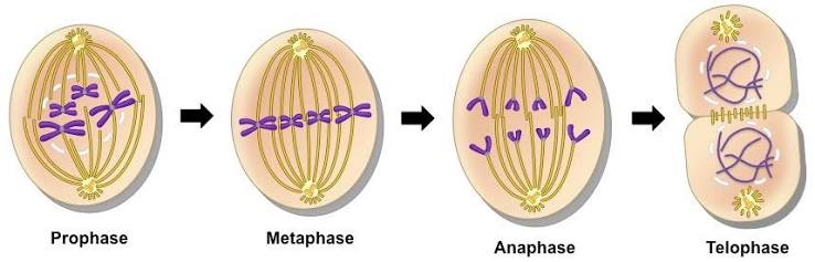 <p><span><strong>What are the Stages of Mitosis?</strong></span></p>