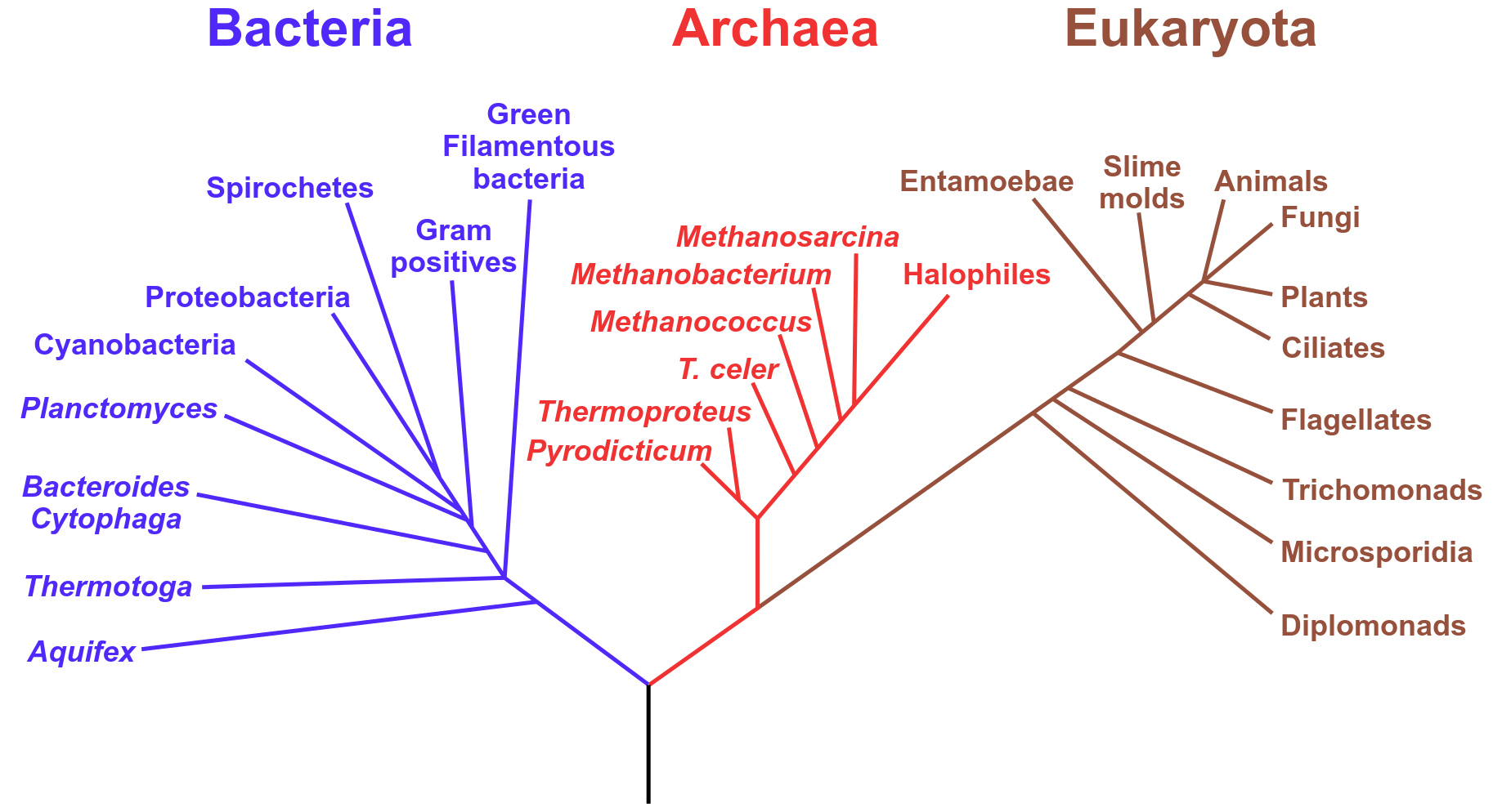 <p>Two Branches of Prokaryotic Cells</p>