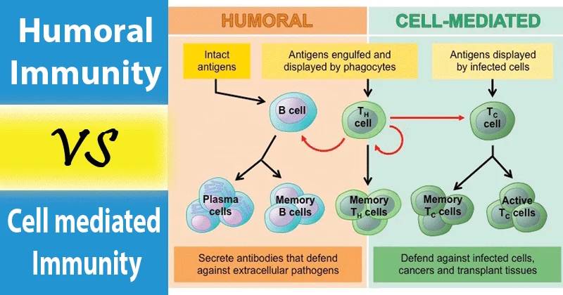 <p>A branch of the adaptive immune system mediated by antibodies produced by B lymphocytes (B cells) in extracellular fluids (blood/lymph)</p>
