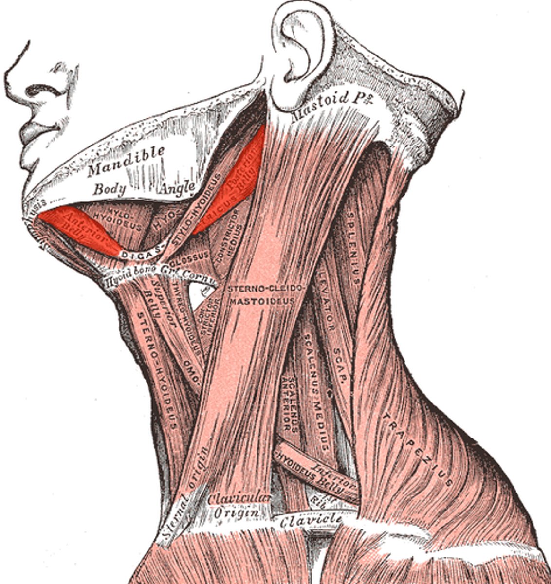 <p>origin: mandible and mastoid process</p><p>insertion: hyoid bone</p><p>action: open mouth and depress mandible</p>
