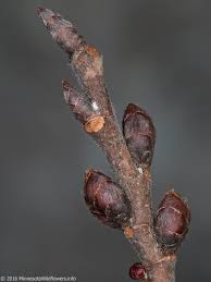 <p>American elm (Ulmus americana)</p>