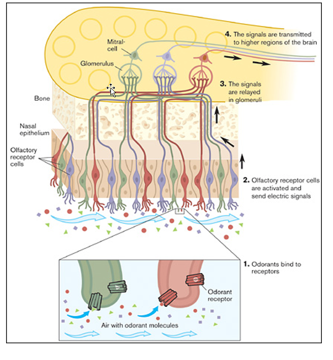 <p>ORNs → OB:</p><ul><li><p>Pathway:</p><ul><li><p>ORNs axons → organized as bundles called fila olfactoria → form CNI → pass through cribiform plate → OB (in ant. cranifal fossa)</p><ul><li><p>ORNS synapses w/ OB in  complexes of synapses called olfactory glomeruli</p></li></ul></li></ul></li></ul><ul><li><p>Odor Discrimination:</p><ul><li><p>All ORNs expressing a given receptor converge on only one or two glomeruli</p></li></ul></li></ul><p></p><p></p><p></p><p></p>