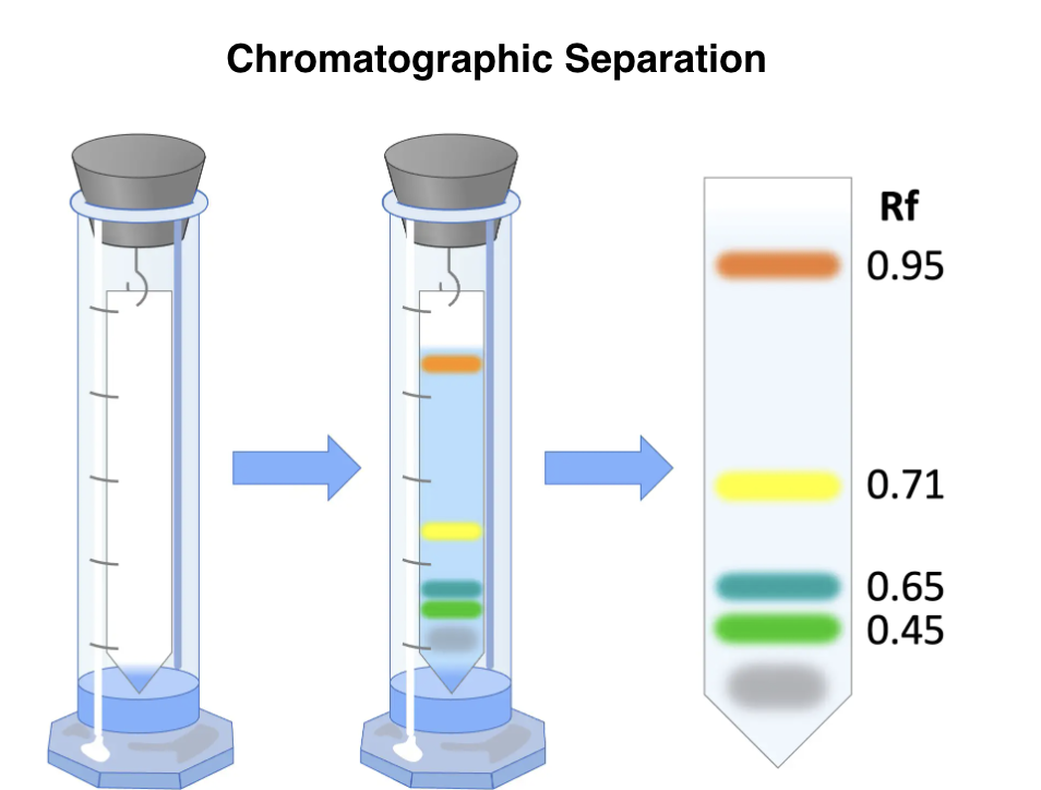 <p>technique used to separate and identify different components in a mixture → e.g. photosynthetic pigments</p>