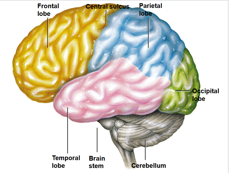 What is the cerebral cortex, and give two broad functions.