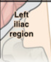 <p>What digestive organs are in the Left Iliac? </p>