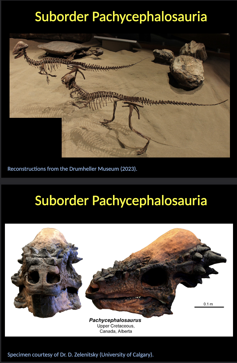 <p><span style="color: rgb(255, 255, 255);">Suborder Pachycephalosauria</span></p><ul><li><p><span style="color: rgb(255, 255, 255);">BIPEDAL dinosaurs with a rather small body; occur only in the NORTHERN Hemisphere.</span></p></li><li><p><span style="color: rgb(255, 255, 255);">They present a characteristic thickening of the SKULL ROOF.</span></p></li><li><p><span style="color: rgb(255, 255, 255);">Stratigraphical range: CRETACEOUS.</span></p></li><li><p><span style="color: rgb(255, 255, 255);">Only NORTHERN hemisphere </span></p></li></ul><p></p>