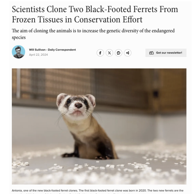 <ul><li><p><span style="background-color: inherit; line-height: 19.55px; color: windowtext;">Critically endangered</span><span style="line-height: 19.55px; color: windowtext;"> </span></p><ul><li><p class="Paragraph SCXO26052262 BCX0" style="text-align: left;"><span style="background-color: inherit; line-height: 19.55px; color: windowtext;">Have sperm preserved and eggs cryopresrved</span><span style="line-height: 19.55px; color: windowtext;"> </span></p></li><li><p class="Paragraph SCXO26052262 BCX0" style="text-align: left;"><span style="background-color: inherit; line-height: 19.55px; color: windowtext;">Can use Tissues that went extinct -> clone it</span><span style="line-height: 19.55px; color: windowtext;"> </span></p><ul><li><p class="Paragraph SCXO26052262 BCX0" style="text-align: left;"><span style="background-color: inherit; line-height: 19.55px; color: windowtext;">Returned founder genetics</span><span style="line-height: 19.55px; color: windowtext;"> </span></p></li><li><p class="Paragraph SCXO26052262 BCX0" style="text-align: left;"><span style="background-color: inherit; line-height: 19.55px; color: windowtext;">No children -> genetics lost </span><span style="line-height: 19.55px; color: windowtext;"> </span></p></li></ul></li></ul></li></ul><p></p>