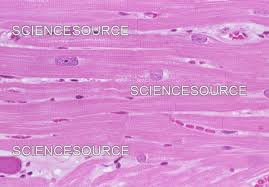 <p>cardiac longitudinal section</p>