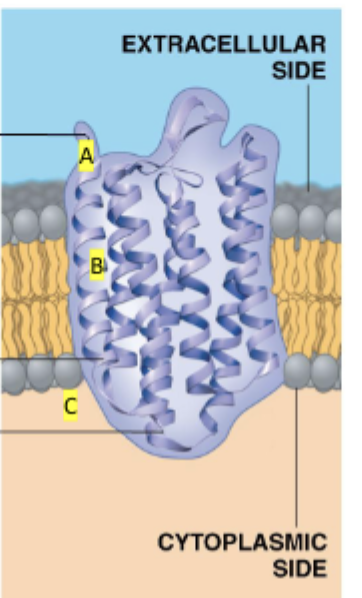<p>span the membrane </p>