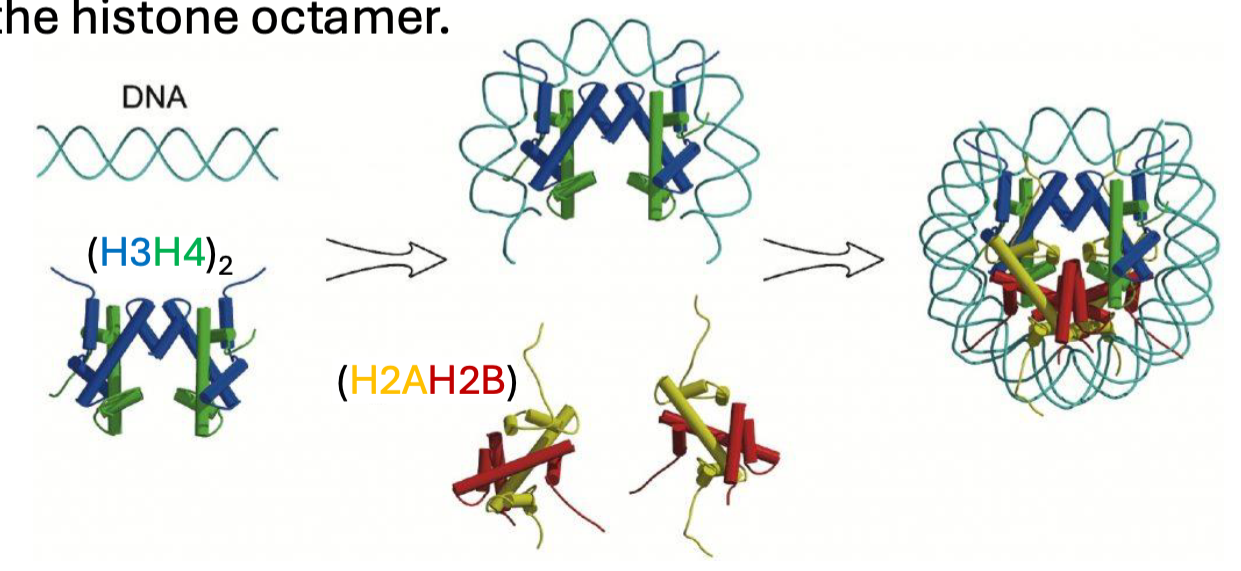 <ul><li><p>H3 interacting with H4 to form a H3.H4 heterodimer</p></li><li><p>H2A interacting with the H2B to form H2A.H2B heterodimer</p></li></ul><p></p>