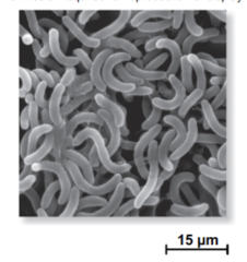 <p>Curved shape of bacteria</p>
