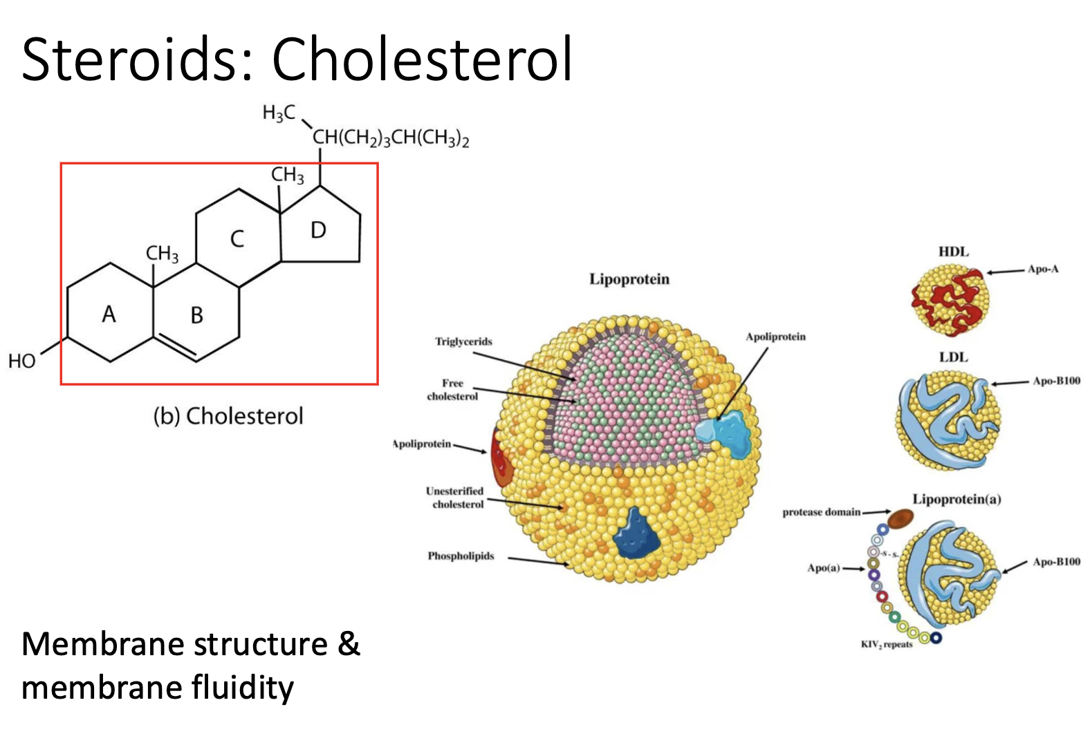<p>It allows membranes fluidity &amp; membrane structure</p>