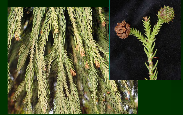 <p>•</p><p>Cupressaceae</p><p>•</p><p>Native to China and Japan</p><p>•</p><p>National tree of Japan</p><p>•</p><p>Key Characters:</p><p>•</p><p>Short, stout needles</p><p>•</p><p>Needles spirally arranged, five-ranked</p><p>•</p><p>Small, globose cones</p><p>•</p><p>Vertically-fissured bark</p>