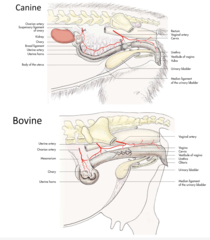 <p>In the canine, the uterine horns point dorsally. In bovine, the uterine horns go ventrally</p>