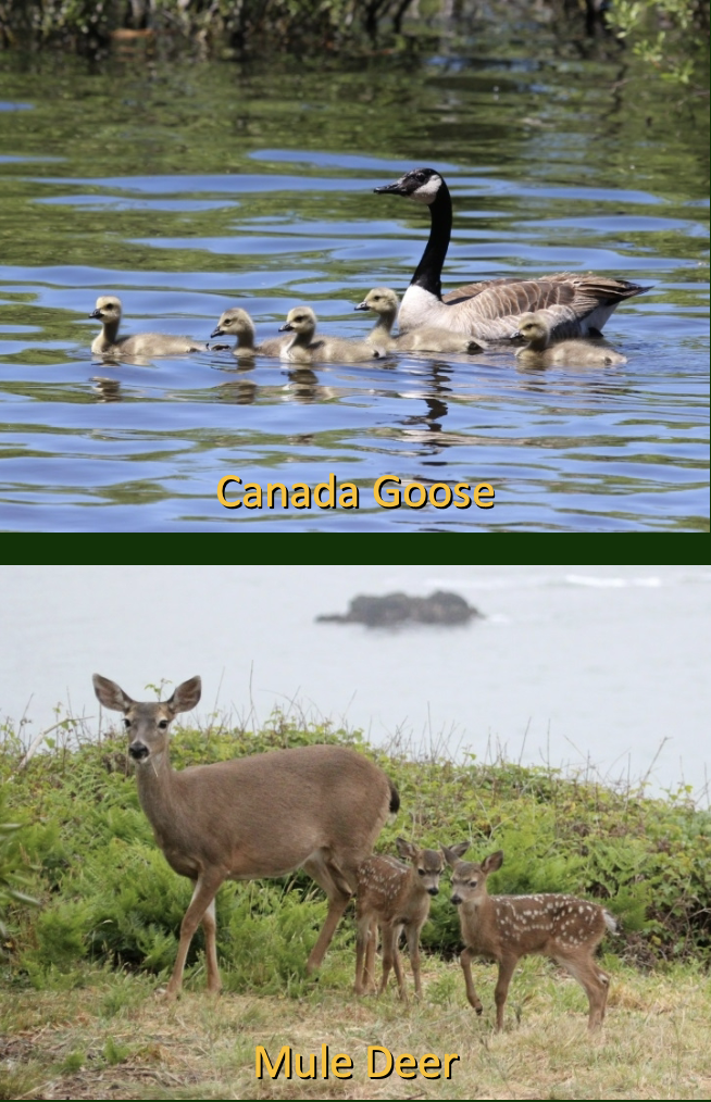 <p>lacking shelter from predators, thus increasing survivorship of young </p>