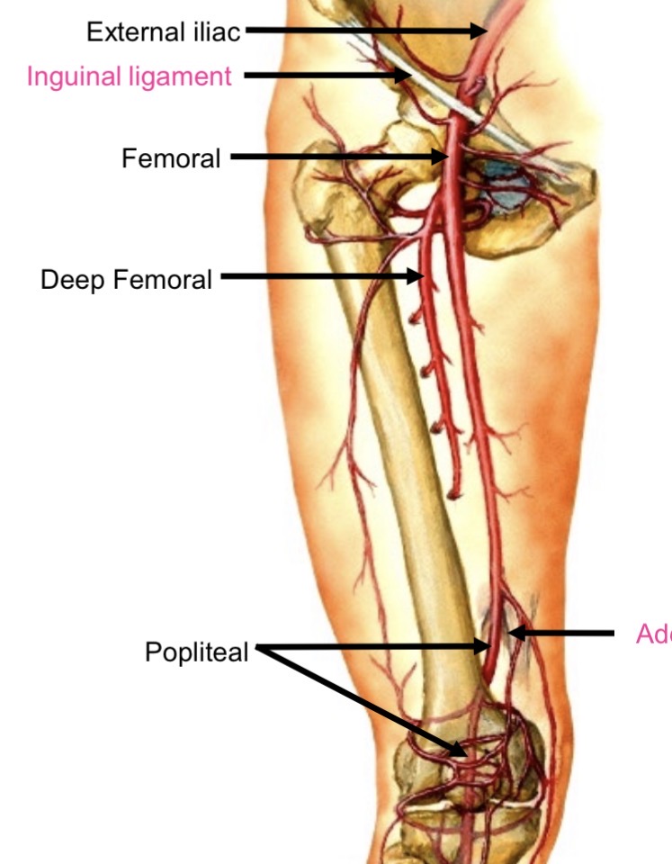 <ul><li><p>Supplies hamstrings </p></li><li><p>Runs posterior to femur</p></li></ul><p></p>