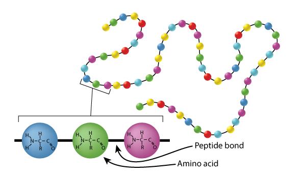 <p>A covalent bond formed between two amino acids.</p>
