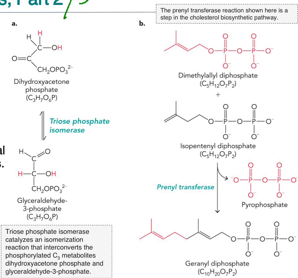 <p>Metabolic transformation reactions: Involves isomerization condensations and dehydration (hydrolysis) reactions</p><p>Isomerization: generates a produce that has the same formula as the substrate, different shape</p><p>Condensation: Combination of two substrates with the same molecular formula to form a bigger molecule to function as building blocks for larger molecules (usually by losing water)</p><p>EXAMPLE 1: Isomerization</p><p>DHAP ⇌ G3P (Triose Phosphate Isomerase)</p><p>STEP 1: DHAP binds to the enzyme (triose phosphate isomerase)</p><p>STEP 2: The enzyme removes a proton (H<sup>+</sup>) to form enediol intermediate</p><p>STEP 3: The enzyme repositions the double bond</p><p>STEP 4: A proton is added back in a different position to form Glyceradlehyde-3-Phosphate</p><p>EXAMPLE 2: Condensation</p><p>DMAPP + IPP → GPP (Prenyl transferase)</p><p>STEP 1: DMAPP binds enzyme, pyrophosphate (PPi) leaves, forms a carbocation</p><p>STEP 2: IPP attacks carbocation</p><p>STEP 3: New C-C bond forms</p><p>STEP 4: Products rearrange slightly, forms Geranyl diphosphate</p>