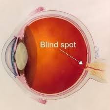 <p>Place on the retina out where the optic nerve leaves the eye, no receptors (rods/cones) are located here</p>