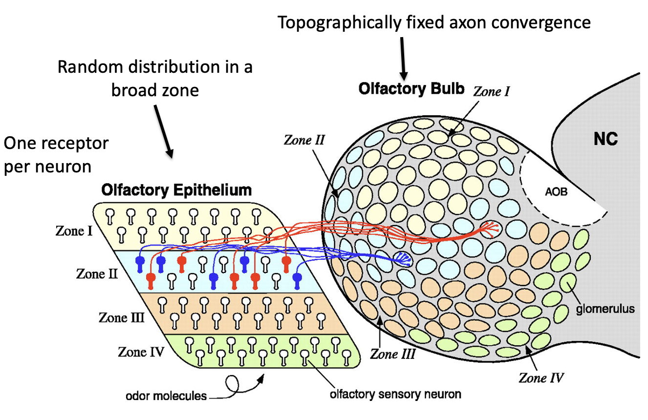 <ul><li><p>Divided into <strong>4 zones (I–IV)</strong></p></li><li><p>Each OSN expresses <strong>1 receptor → restricted to ONE zone</strong></p></li><li><p>Within that zone: <strong>random distribution</strong></p></li></ul><p></p>