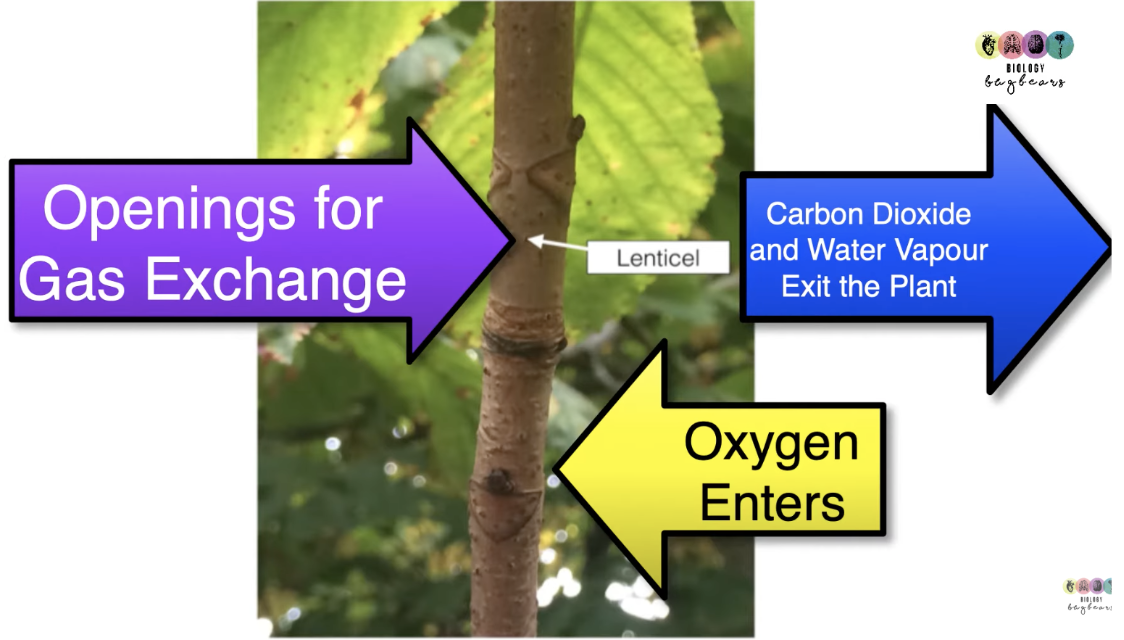 <p><span style="background-color: transparent;">Lenticels are openings for gas exchange. CO2 and water vapour exit the plant and oxygen enters</span></p>