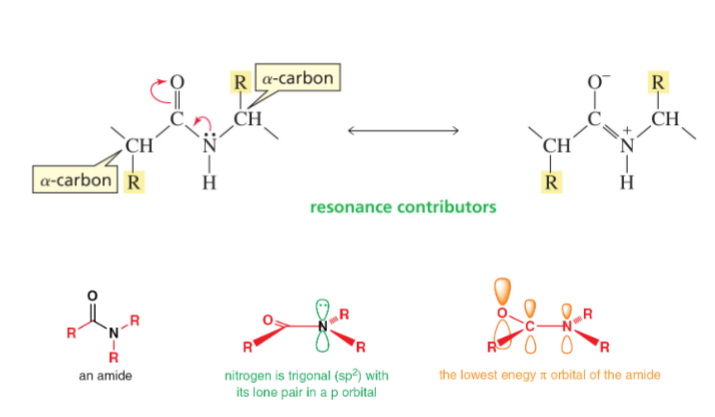<ul><li><p>electrons are shared unequally </p></li><li><p>therefore, greater electron density on the oxygen</p></li><li><p>with orbital overlap imparting partial double bond character to the amide bond</p></li></ul><p></p>