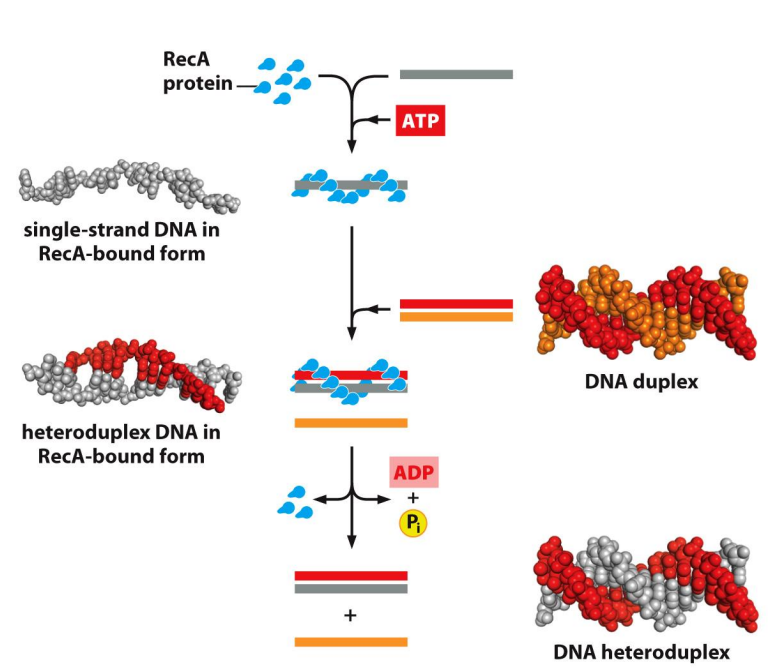 <ul><li><p>Invading strand needs a way of disrupting a stable DNA helix of the other duplex (because the sister chromatid otherwise has no reason to open up), therefore we need protein it help this process </p></li><li><p>The <span style="color: rgb(244, 235, 108);"><strong>3’ end</strong></span> of the invading strand is acted upon by <span style="color: yellow;">RecA</span> (E. coli) or <span style="color: yellow;">Rad 51</span> (eukaryotes)</p><ul><li><p>ATP bound RecA binds tightly to ssDNA forming a DNA-protein filament on the 3’ overhang that is going to invade → this actually stretches the DNA out a little bit exposing the nucleotides so that they can <span style="color: rgb(255, 162, 89);"><strong>scan</strong></span> the duplex for complementary bases (in a sequence independent manner) </p></li><li><p>RecA also binds to the intact dsDNA helix and stretches (<span style="color: rgb(255, 162, 89);"><strong>destabilise</strong></span>) it out, so that the ssDNA can invade </p></li><li><p>Once homologous sequence located (extended stretch of at least 15 nucleotides), strand invasion occurs</p></li><li><p>Single strand displaces one strand of the duplex and forms base pairs with the other strand resulting in a heteroduplex (pairing of two DNA strands from two different DNA molecules</p></li><li><p>Other proteins help in this process</p></li></ul></li></ul><p></p><ul><li><p>Destabilises the duplex DNA</p></li></ul><p></p>