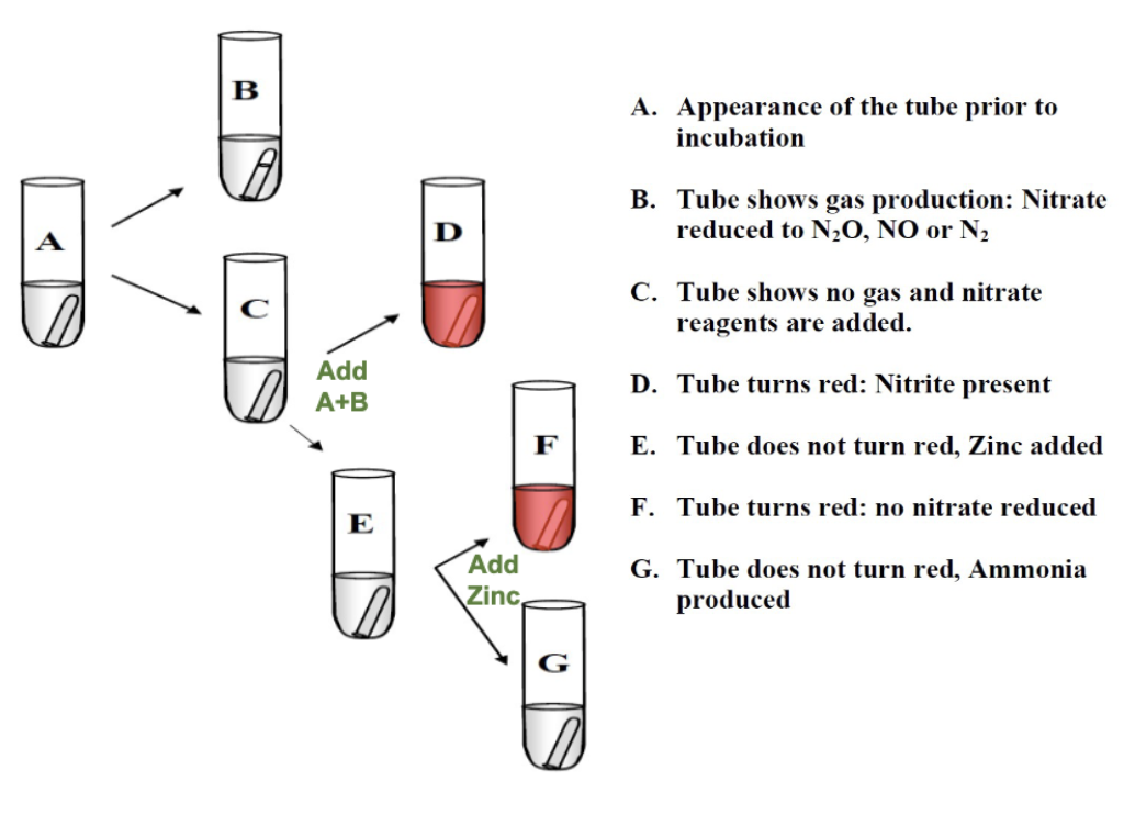 <p>positive for nitrate (NO3-) reduction to nitrite (NO2-)</p>