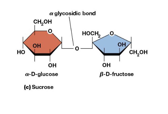 <p>What type of glycosidic bond is labeled in sucrose on the disaccharide slide?</p>
