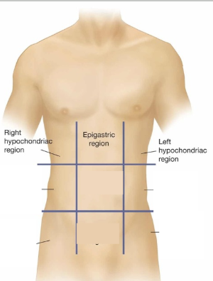 <p>Contains part of the spleen, left kidney, part of the stomach, and pancreas.</p>