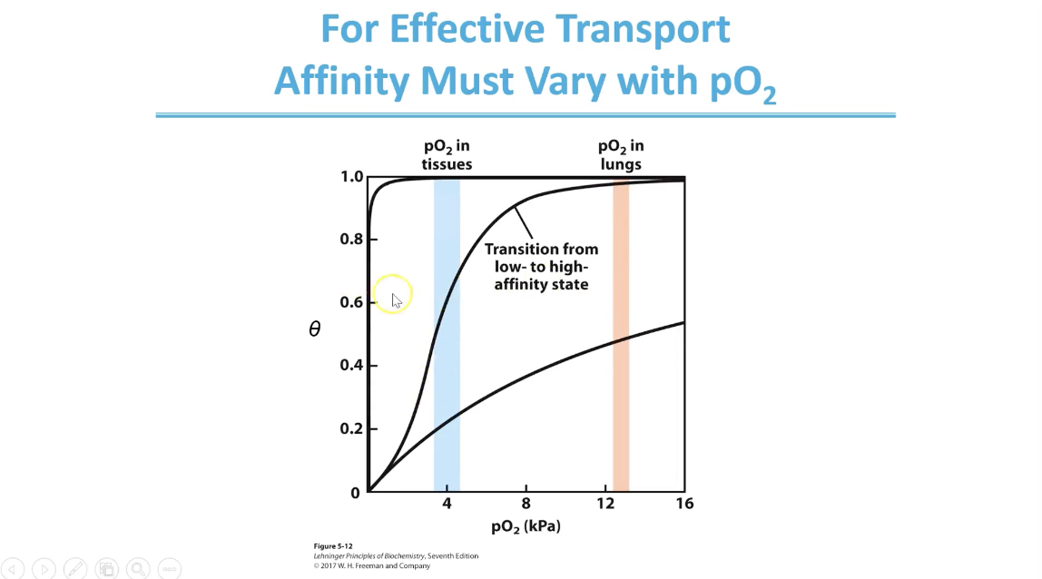 <p>How it can change it’s affinity to binding O2 like this is bc it changes between conformations that have a high affinity (at lung partial pressure) and then low affinity at tissues partial pressure</p>