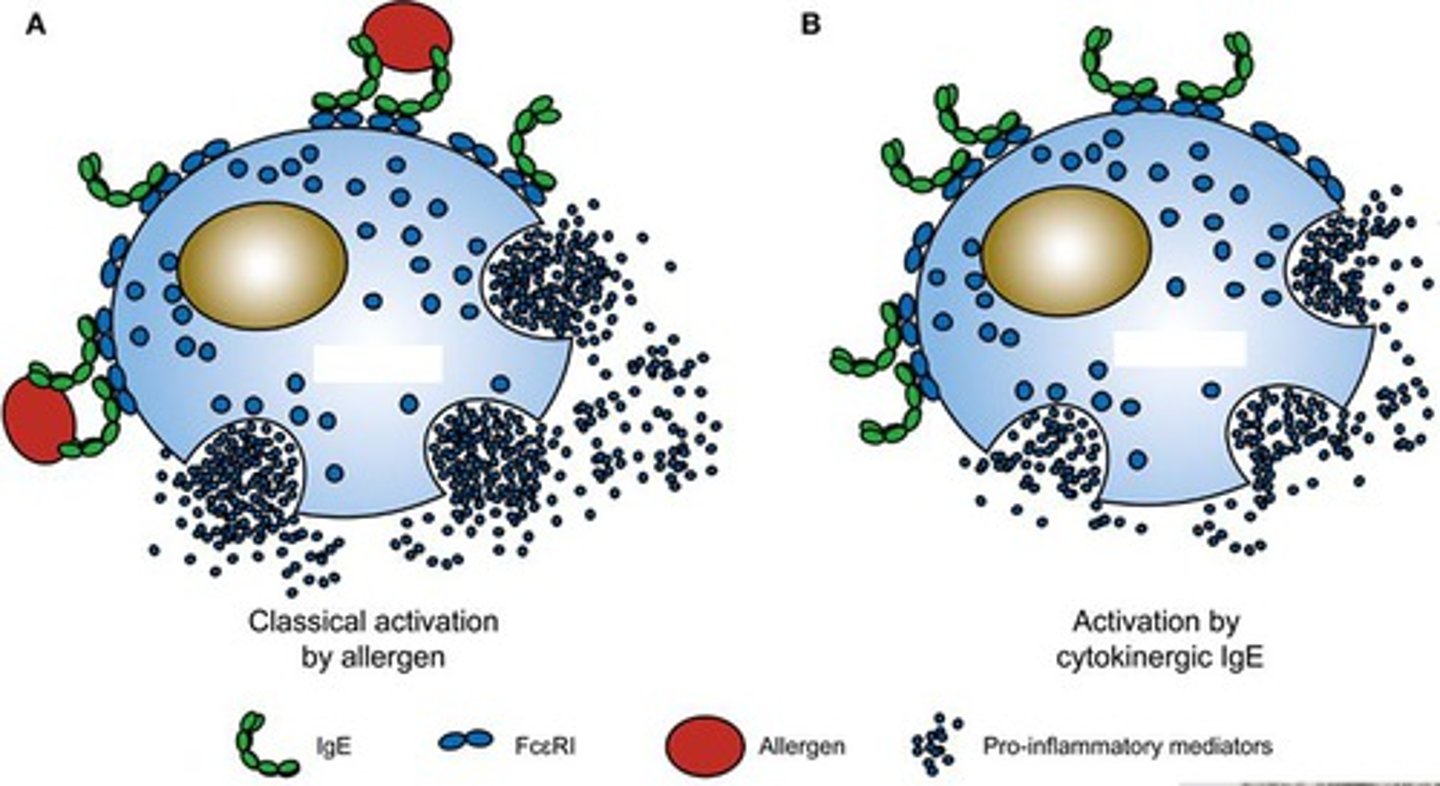 <p>mast cells</p><p>(Note: phagocyte</p><p>located in tissues)</p>