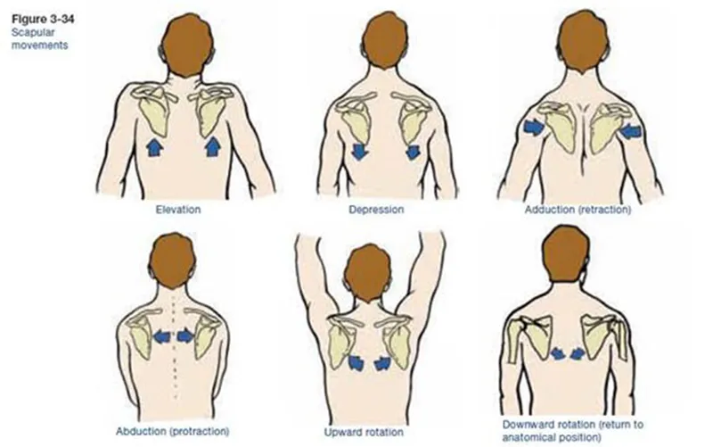 <p>Movements of Scapula</p>