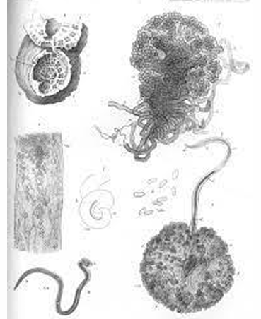 <p>posterior part assumes a globular shape</p>