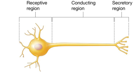 <p>Receptive region- dendrites and cell body</p><p>conducting region- axon</p><p>secretory region- axon terminal</p>