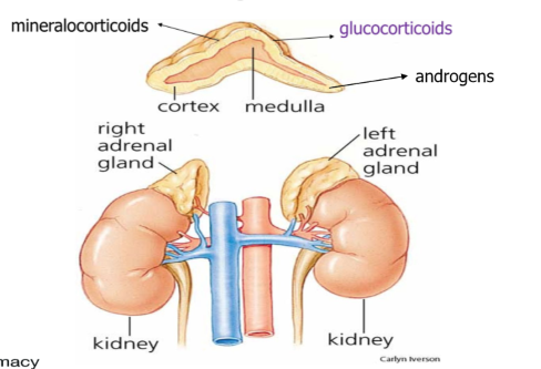 <p>On top of the kidneys</p><p>Adrenal cortex (largest) - surrounds the medulla</p><ul><li><p>Zona glomerulosa (outer), zona fasciculata (middle), and zona reticularis</p></li></ul><p>Adrenal medulla -</p><ul><li><p>Secretes adrenaline and noradrenaline - fight or flight</p></li></ul><p></p>