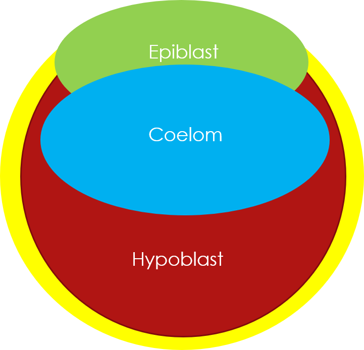 trophoblastic layer embryonic disc