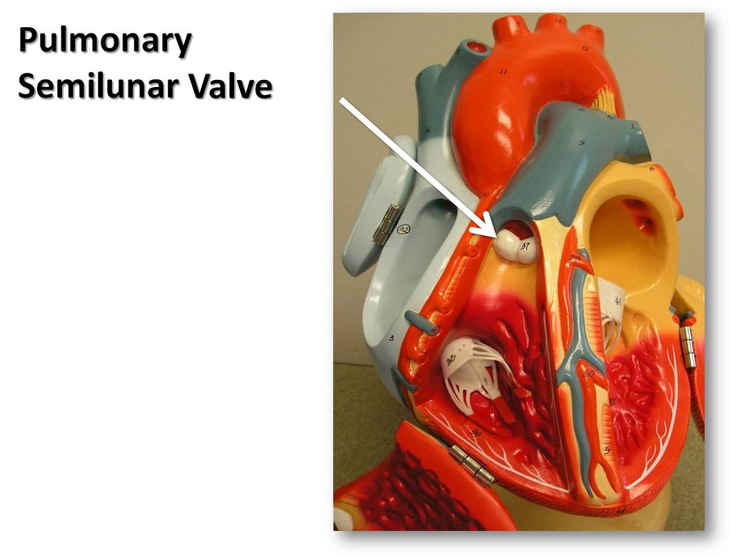 <p>blood runs through this valve with three semilunar cusps to enter the pulmonary trunk</p>