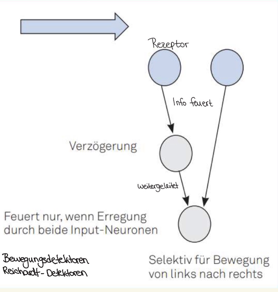 <p><span><strong>Bewegungsdetektoren (Reichhardt-Detektoren)</strong></span></p><ul><li><p><span>Zellen die Richtungs- &amp; Geschwindigkeitsspezifische Bewegung kodieren/detektieren</span></p></li><li><p><span>Bewegung ist als Ortsveränderung über die Zeit konzeptualisiert</span></p></li></ul><p></p>