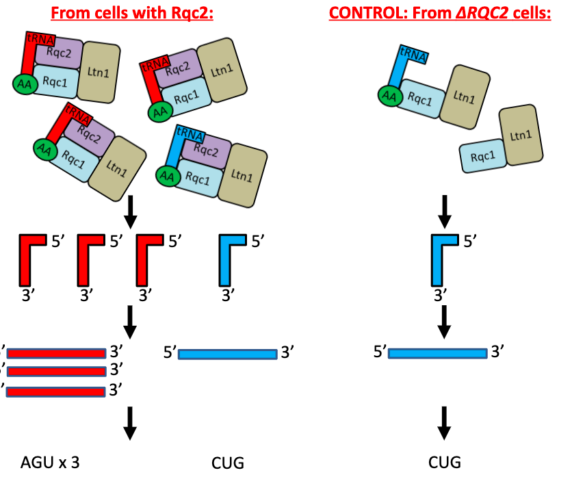 <ol><li><p>purify Rqc complexes and bound tRNAs</p></li><li><p>Extract tRNAs from purified complexes</p></li><li><p>reverse transcribe to get complimentary DNA</p></li><li><p>plot tRNA frequency </p></li></ol><p></p>