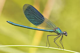 <p>Dragonflies and Damselflies</p><ul><li><p>aquatic larvae</p></li></ul><p></p>