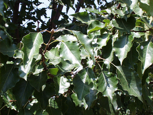 <p>scientific name</p>