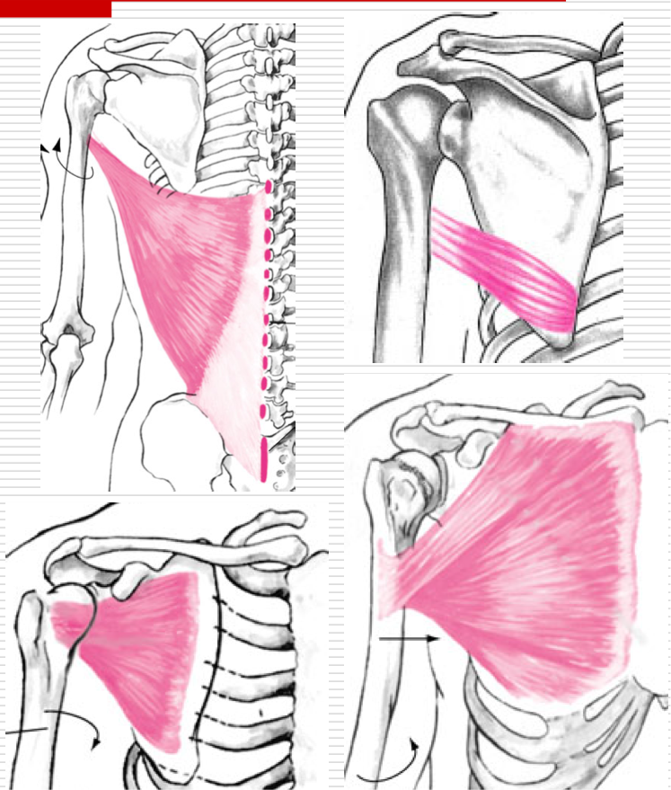 <p>Agonists</p><ul><li><p>Latissimus Dorsi</p></li><li><p>Teres Major </p></li><li><p>Subscapularis </p></li><li><p>Pectoralis Major</p></li></ul><p>All attach anteromedially on humerus </p><p></p>